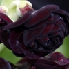 Primula Auricula Neville Telford - Abriachan Nurseries